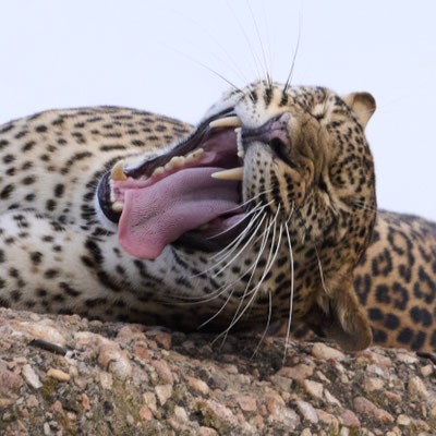 Leopard / Leopard (Panthera pardus)