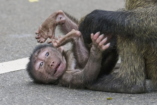 Anubispavian oder Grüner Pavian / Olive baboon (Papio anubis)
