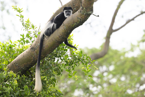 Mantelaffe oder Guereza / Mantled guereza (Colobus guereza)
