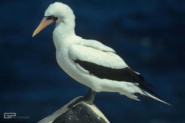 Nazca Booby - Galapagos, Ecuador - 1995