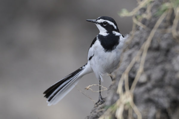 Graumantelwürger / Grey-backed fiscal (Lanius excubitoroides)