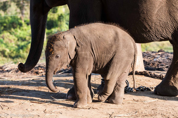 Young elephant in the Elephant Breeding Center of Sauraha, Chitwan National Park, Nepal, 2013