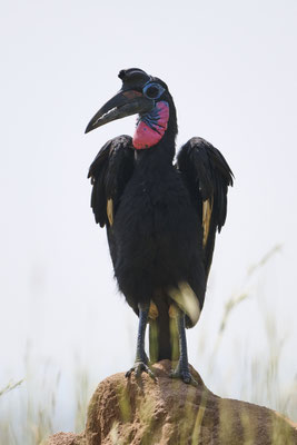 Blaugesicht-Hornrabe / Abyssinian ground hornbill (Bucorvus abyssinicus)