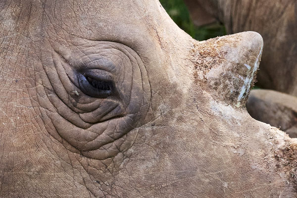 Breitmaulnashorn / White rhinoceros (Ceratotherium simum)