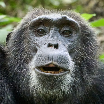 Schimpanse / Chimpanzee (Pan troglodytes)