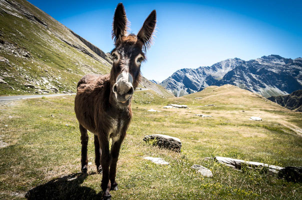 Col Agnel (2.746m), Frankreich-Italien