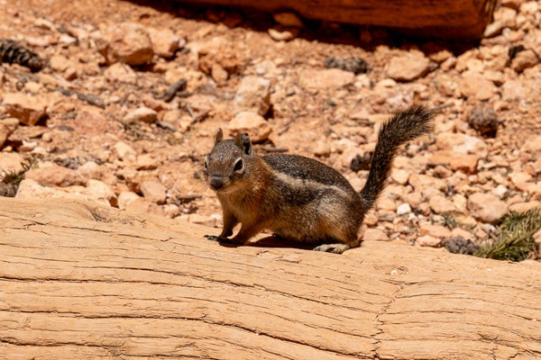 Bryce Canyon NP, Utah