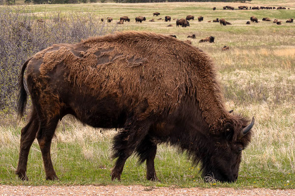Custer State Park, South Dakota