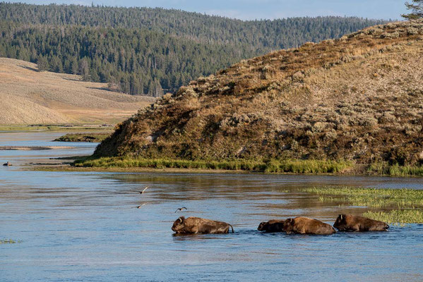 Yellowstone NP, Wyoming