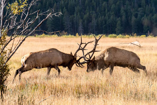 Rocky Mountain NP, Colorado