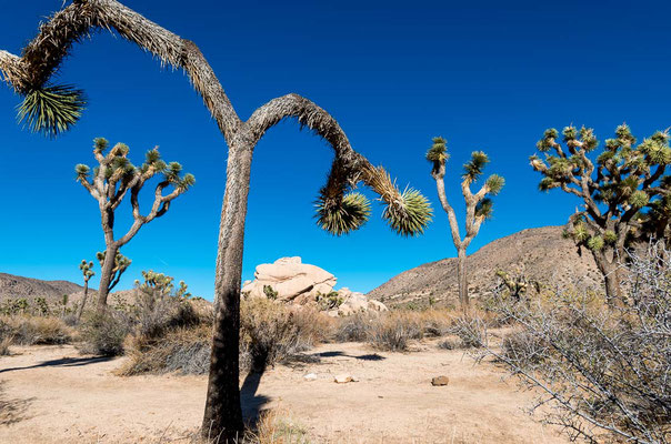 Joshua Tree NP, CA