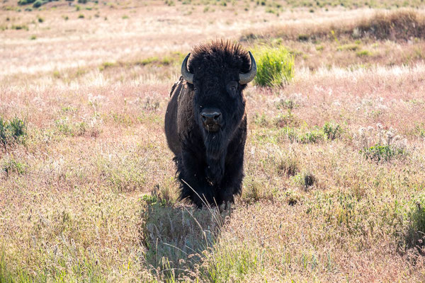 Antelope Island, Utah
