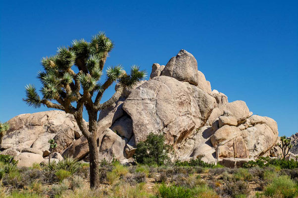 Joshua Tree NP, CA