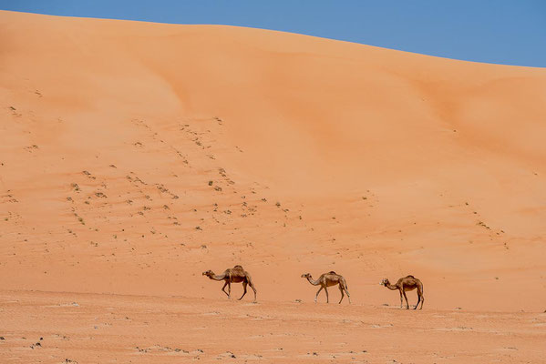 Oman - Wahiba Sands