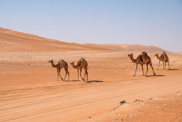 Oman - Wahiba Sands