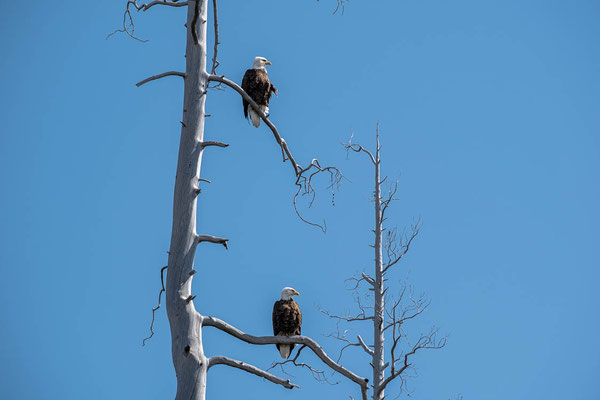 Yellowstone NP, Wyoming