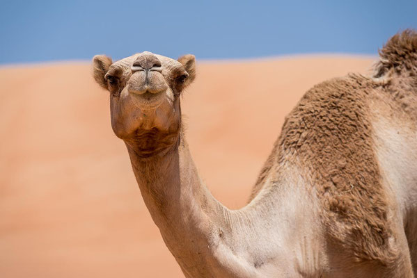 Oman - Wahiba Sands