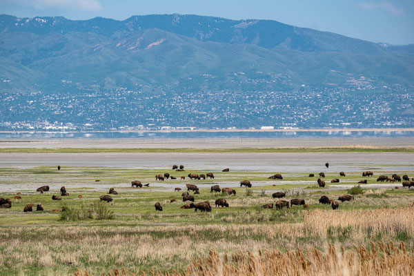 Antelope Island, Utah
