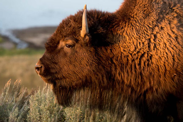 Yellowstone NP, Wyoming