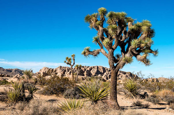 Joshua Tree NP, CA