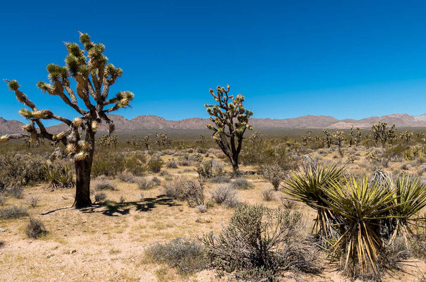 Mojave National Preserve, CA