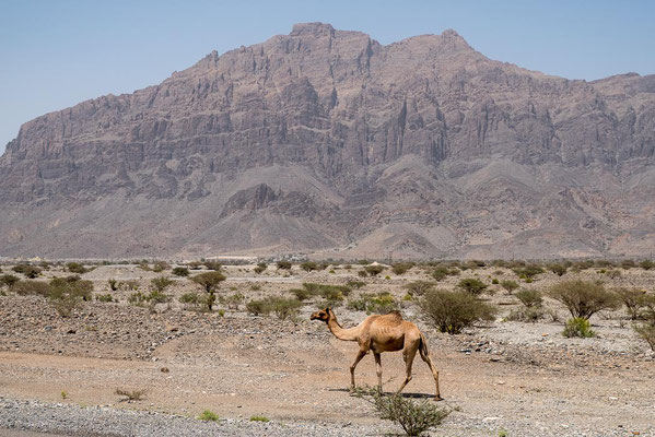 Oman - Wadi Mistal