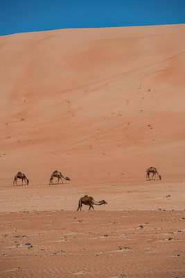 Oman - Wahiba Sands