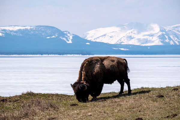 Yellowstone NP, Wyoming