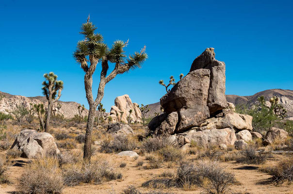 Joshua Tree NP, CA