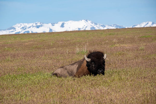 Antelope Island, Utah