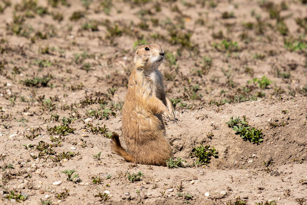 Badlands NP, South Dakota