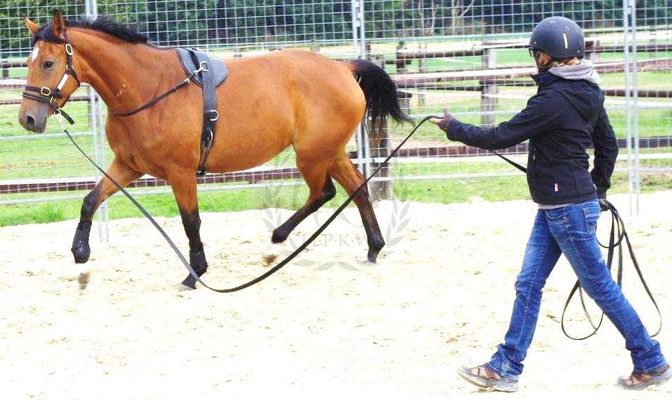 Anlongieren einer Jungstute - Bild von Linda Weritz - IIPKW