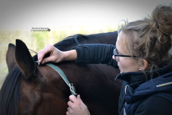 Viele Pferde genießen die Akupunkturbehandlung - Foto "The Art of Moments"