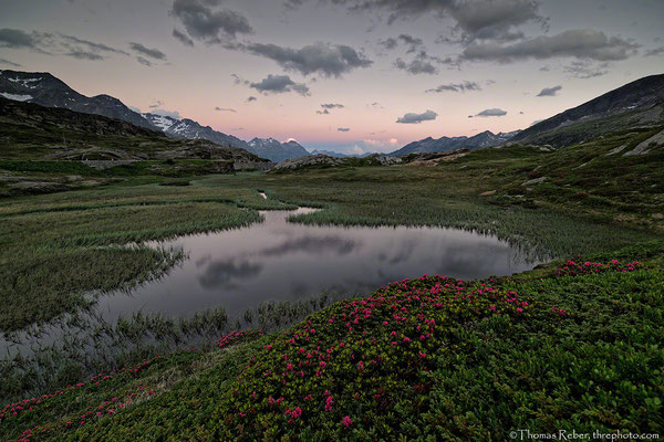 Switzerland, San Bernardino Pass, alpine rose