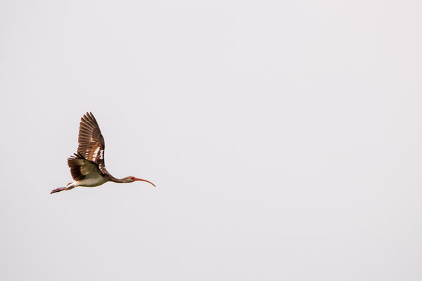 Ibis blanc juvénile - Bentsen-Rio Grande Valley