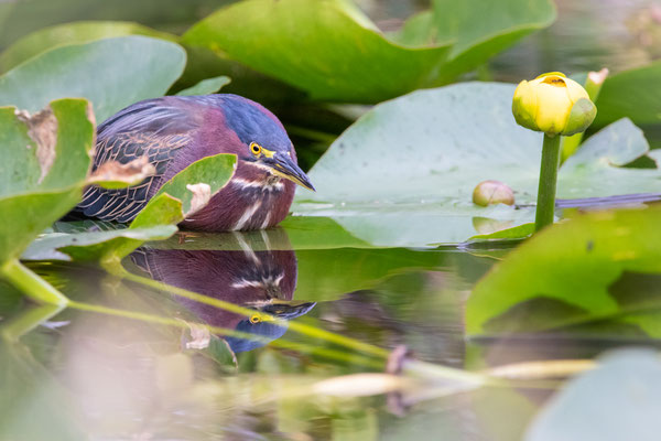 Héron vert à l'affut. Il parait qu'il ressemble à une aubergine dans cette position. Crédit photo @Laetitia