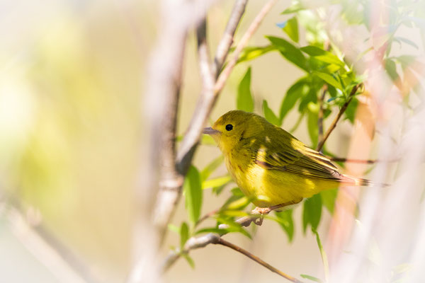 Paruline jaune (Yellow warbler) Five rivers - Crédit photo @Laetitia