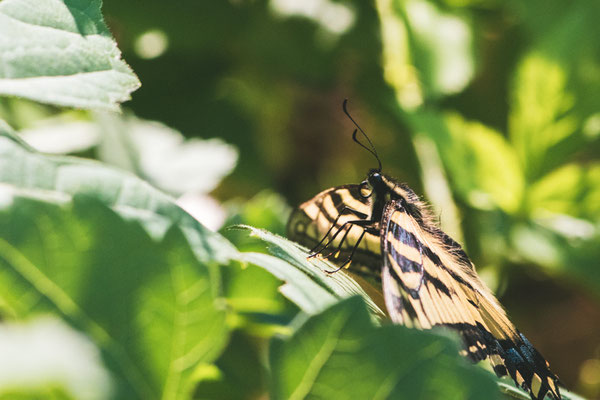 Papillon glauque (Eastern tiger swallowtail) Crédit Photo @Laëtitia