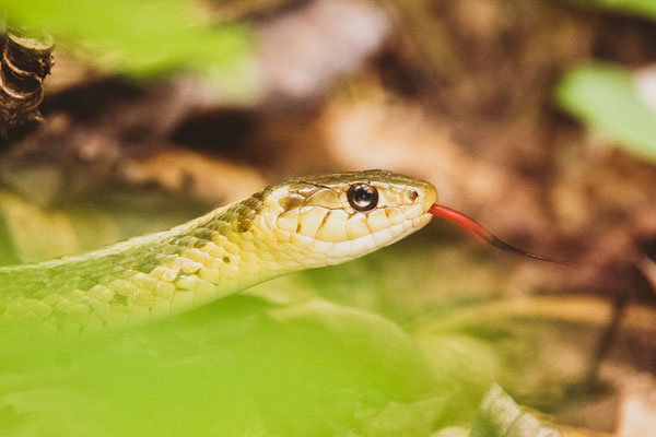Garter Snake à Rock Lake. Crédit Photo @Laetitia