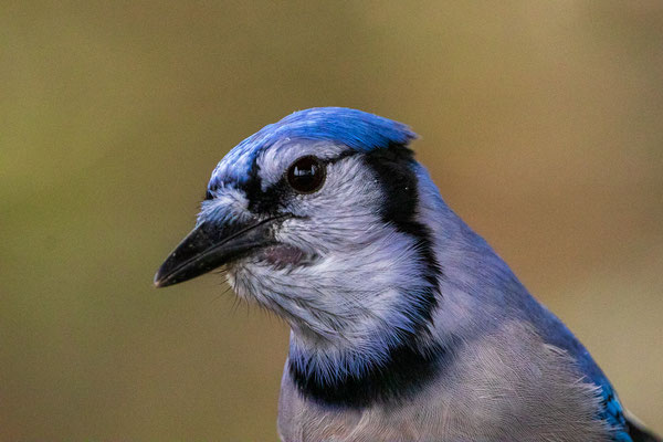 Geai bleu (BlueJay).  Bloomingdale bog - Crédit photo@Laëtitia