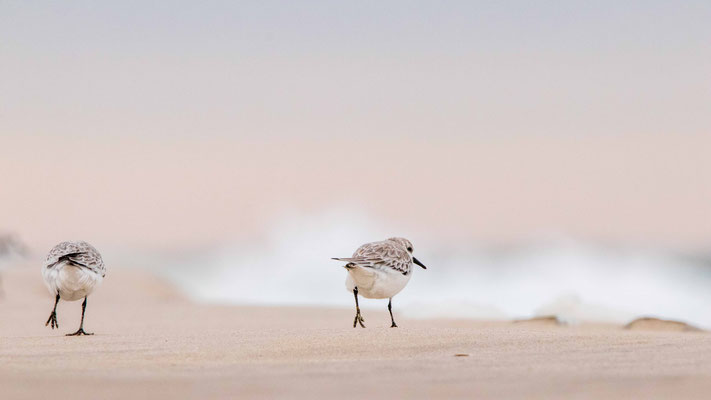 Bécasseaux sanderlings, Island Beach SP, NJ