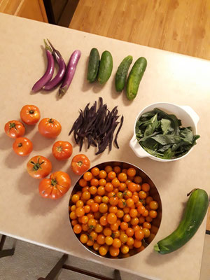 Août et septembre c'est l'invasion de tomates et les premiers haricots... On ramasse un plein saladier de tomates cerises et 5 ou 6 tomates tous les 2/3 jours. Les haricots vont donner non stop de juillet à Novembre.