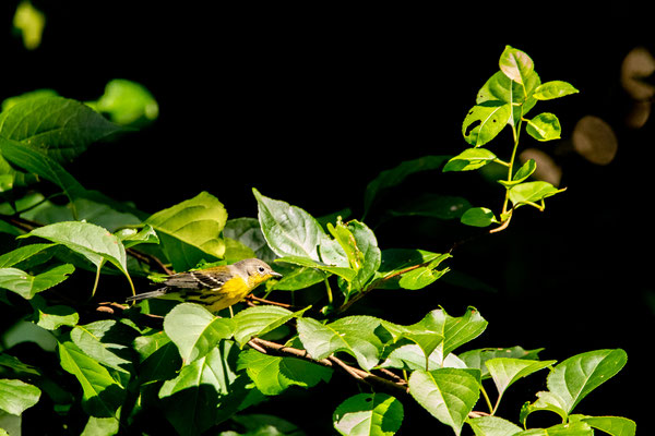 Paruline à tête cendrée (Magnolia warbler)  Crédit photo @Laëtitia