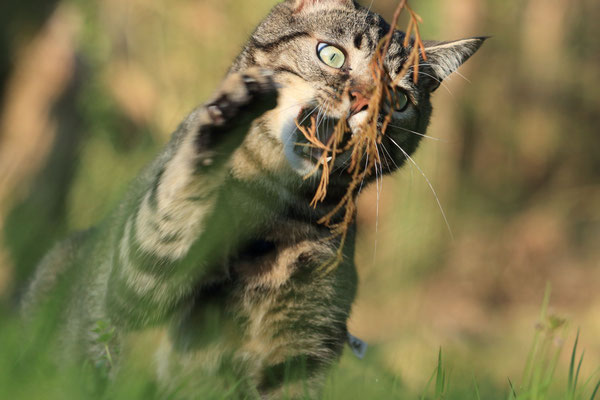 Nano le chasseur...de feuilles mortes