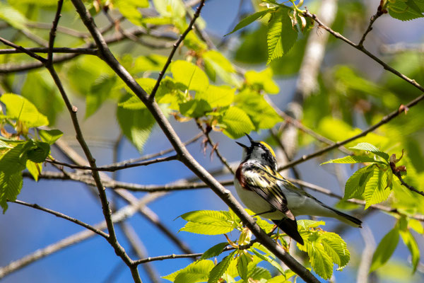 Paruline à flancs marron (Chestnut sided warbler) Schodack Island State Park - Crédit photo @Laetitia