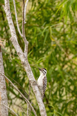 Pic arlequin? - Bentsen-Rio Grande Valley