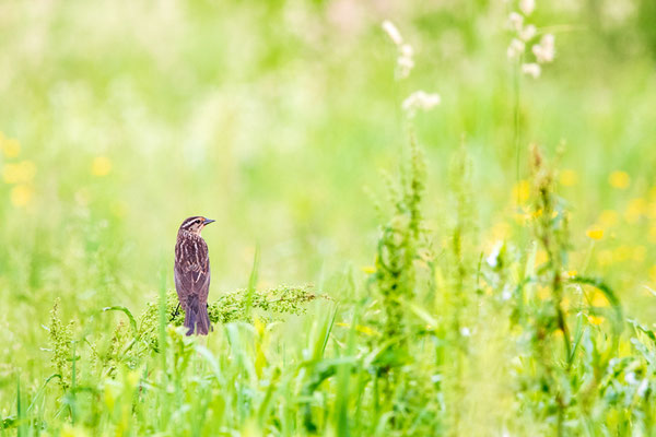 Une femelle Carouge à épaulettes (Red-winged blackbird) lors de mon inventaire de merle bleu pour le Climate Watch