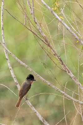 Bécarde à gorge rose (Rose-Throated Becard)- Bentsen-Rio Grande Valley