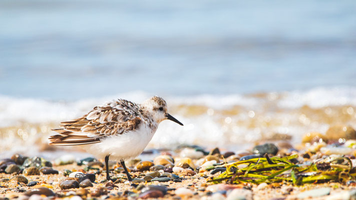 Bécasseau sanderling Crédit photo @Laëtitia