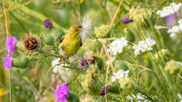 Chardonneret jaune Crédit Photo @Laëtitia